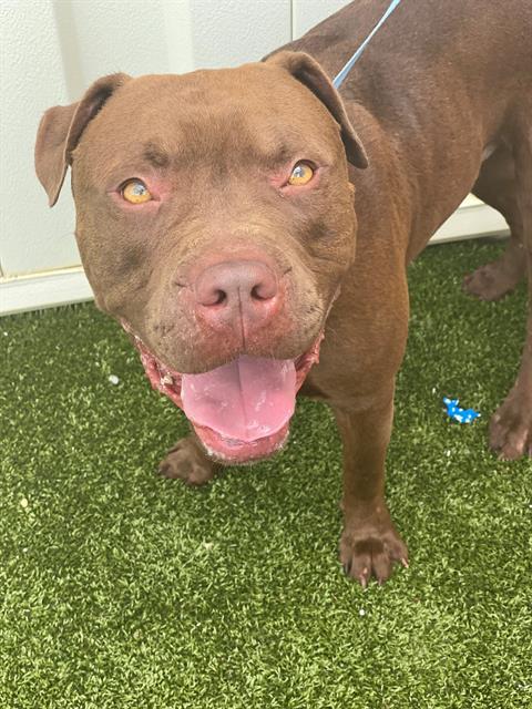 ACE, Adoptable, Adult Male Pit Bull Terrier.