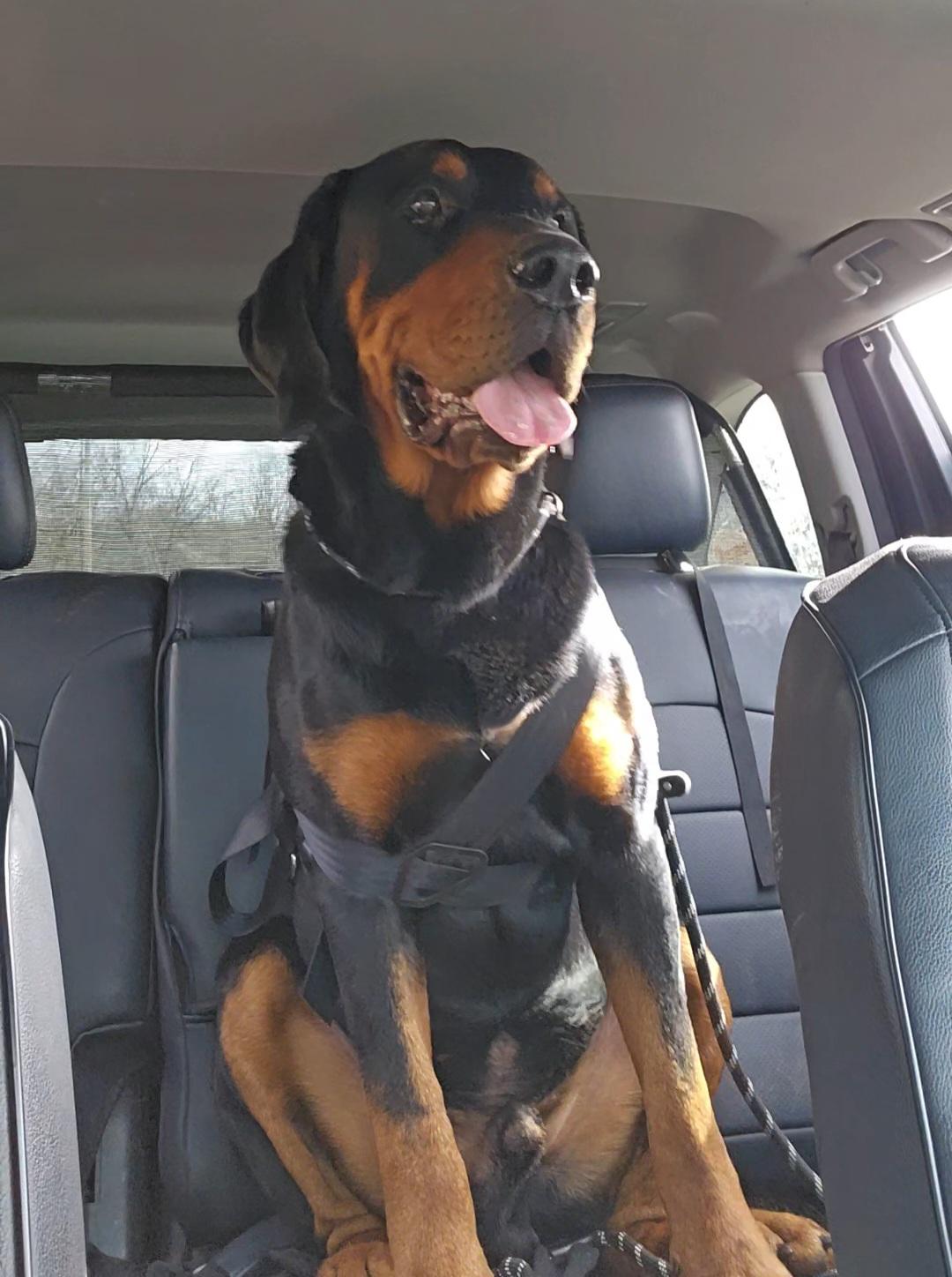 Coffee, an adoption pending mixed breed in Franklin, NC image 3/4