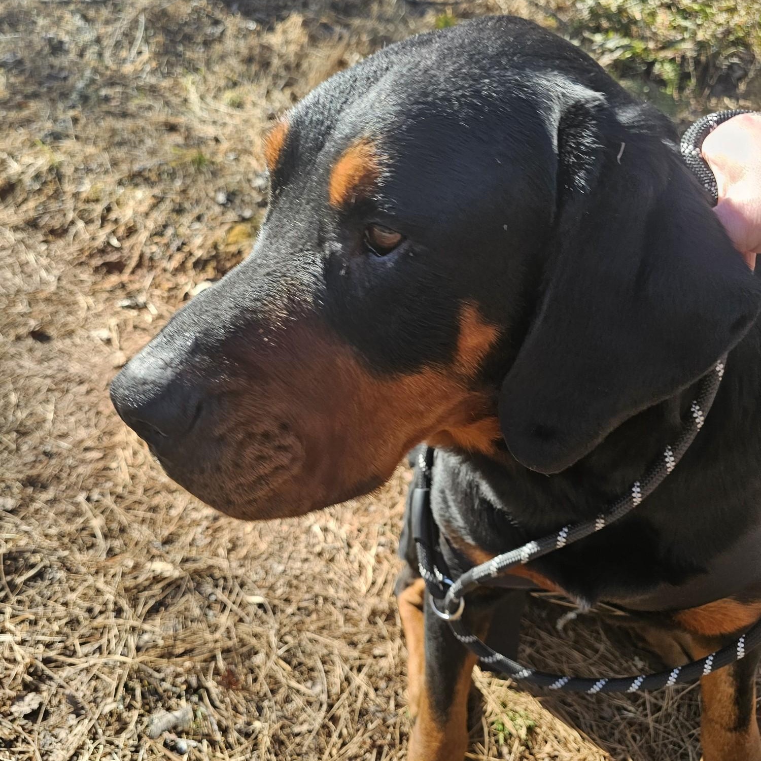 Coffee, an adoption pending mixed breed in Franklin, NC image 2/4