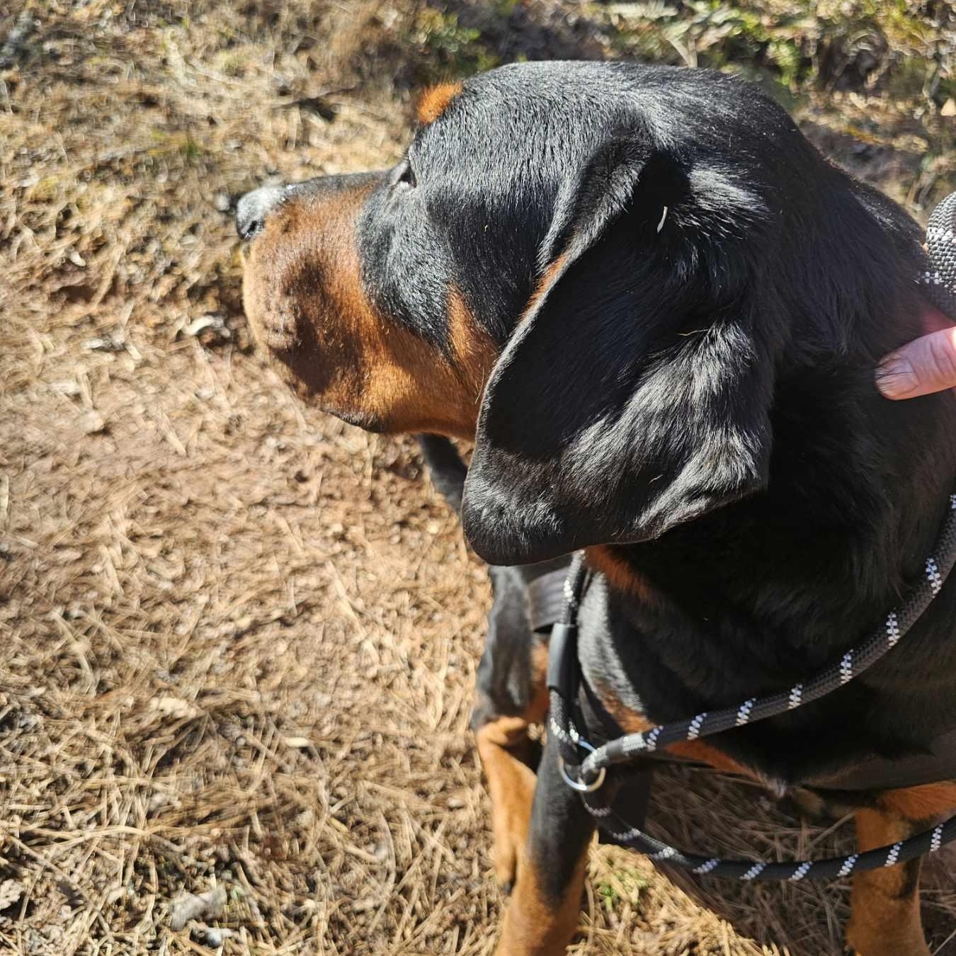 Coffee, an adoption pending mixed breed in Franklin, NC image 4/4