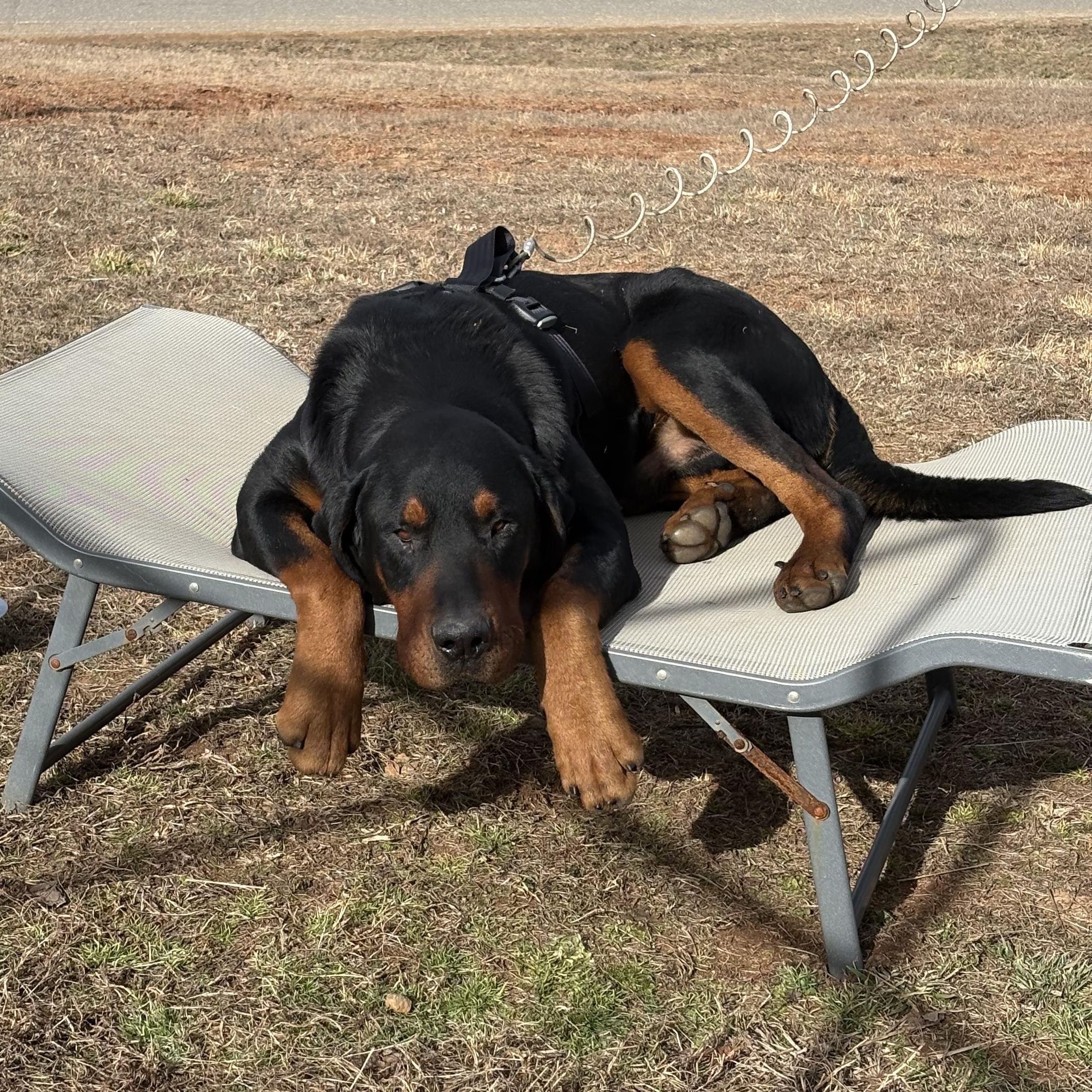 Coffee, an adoption pending mixed breed in Franklin, NC image 1/4