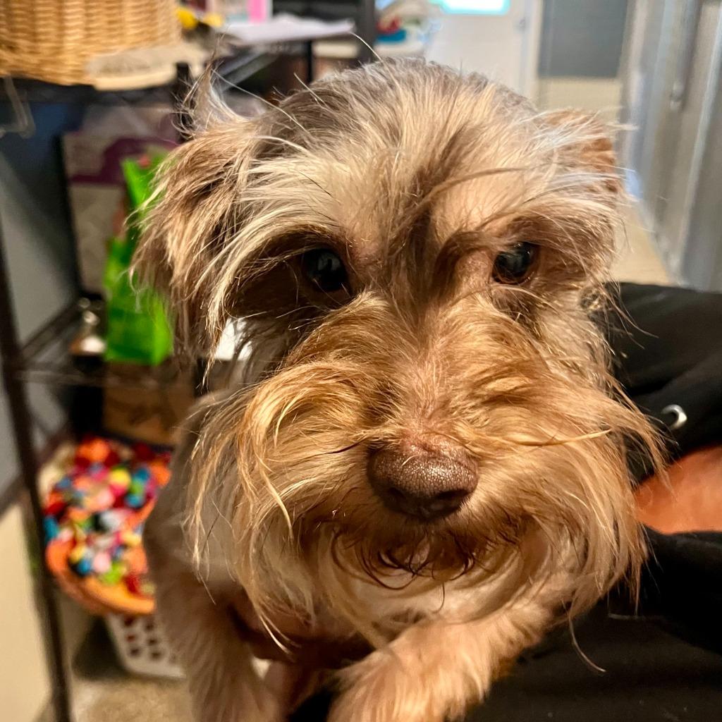 Carmelo, Adopted, Adult Male Schnauzer & Terrier.