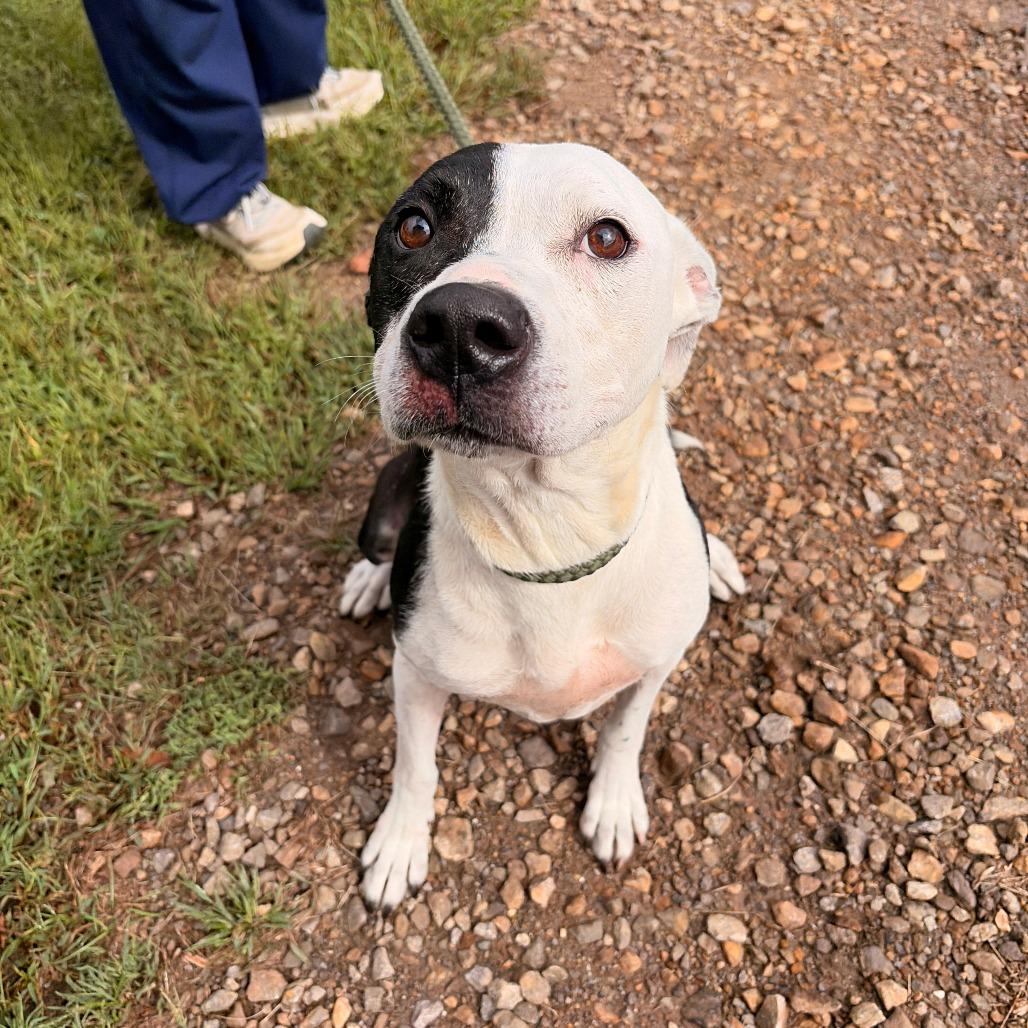 Enlarge Serenity, a Adoptable mixed breed in Franklin, NC image 1/5