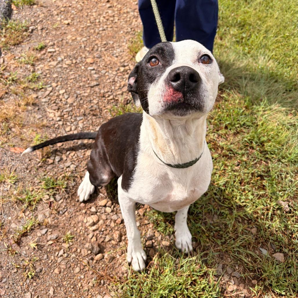 Enlarge Serenity, a Adoptable mixed breed in Franklin, NC image 2/5