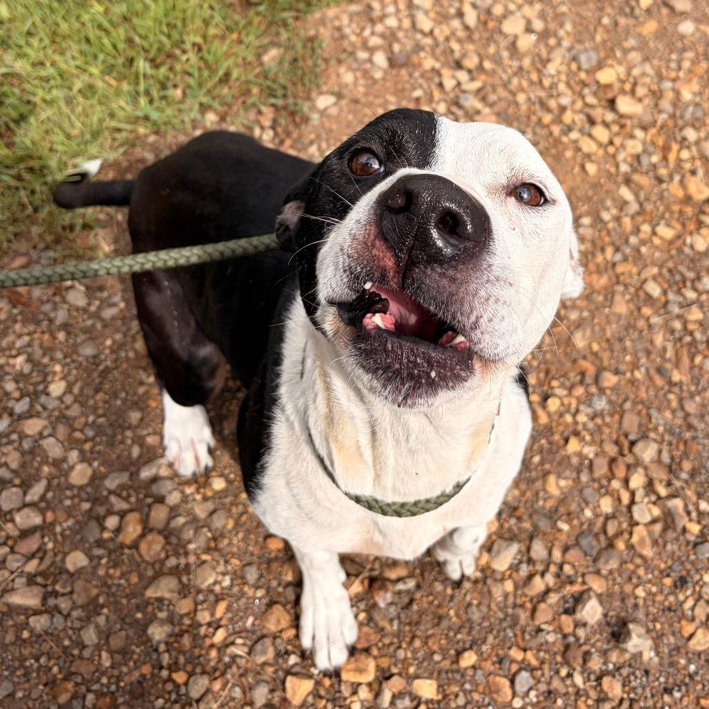 Enlarge Serenity, a Adoptable mixed breed in Franklin, NC image 3/5