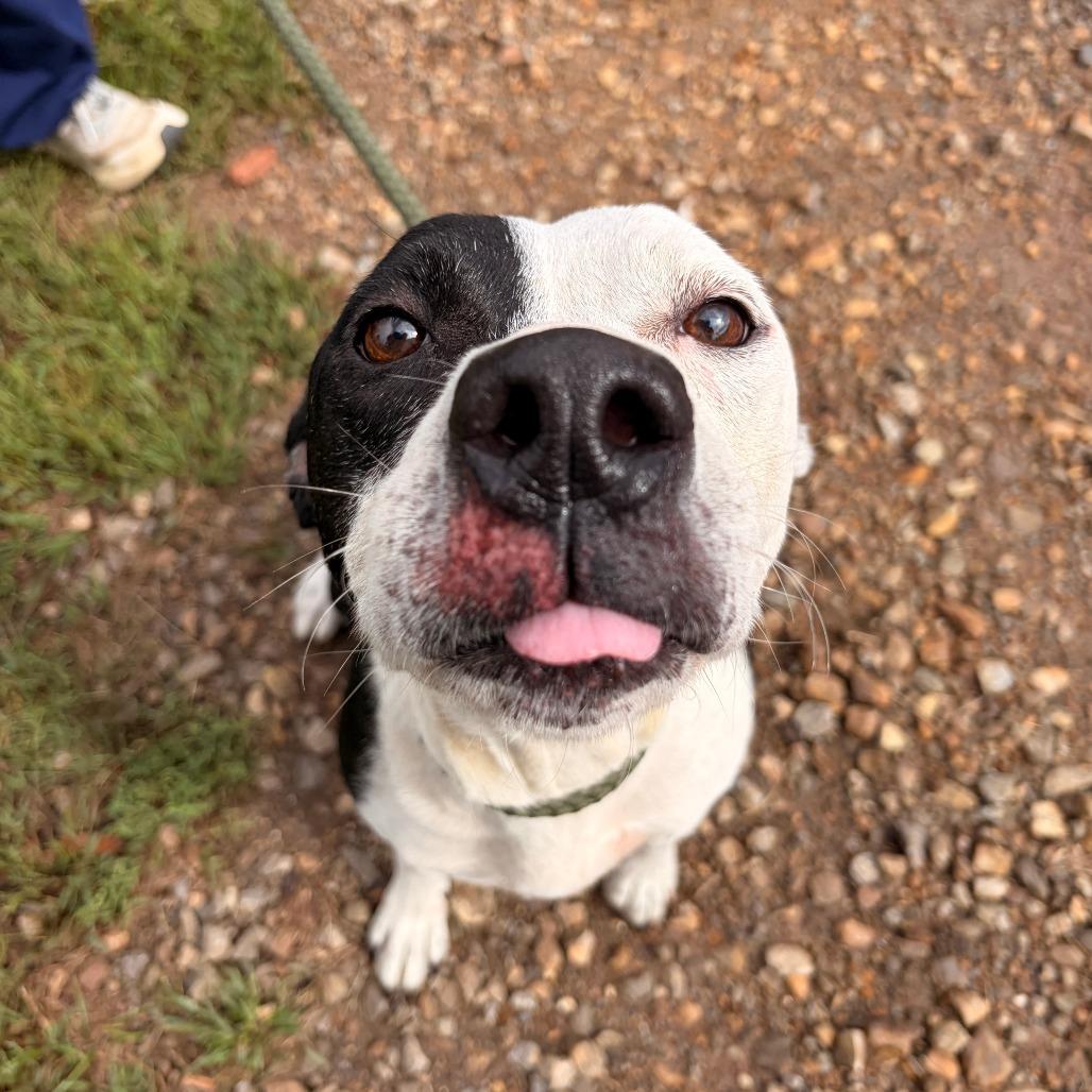 Enlarge Serenity, a Adoptable mixed breed in Franklin, NC image 4/5