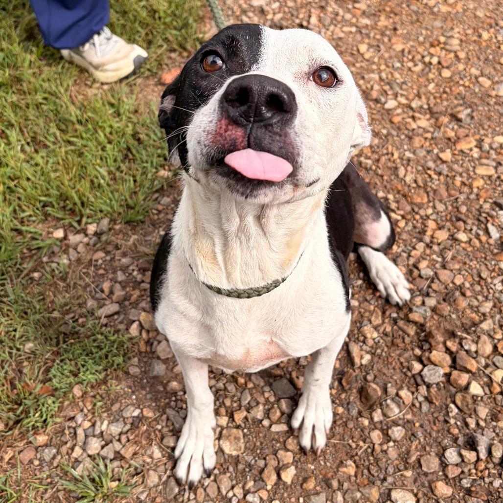 Enlarge Serenity, a Adoptable mixed breed in Franklin, NC image 5/5
