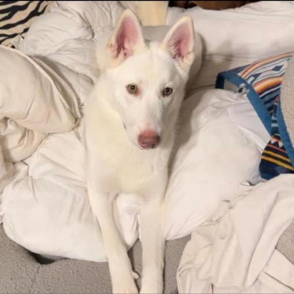 Shiloh, Adoptable, Adult Male White German Shepherd.