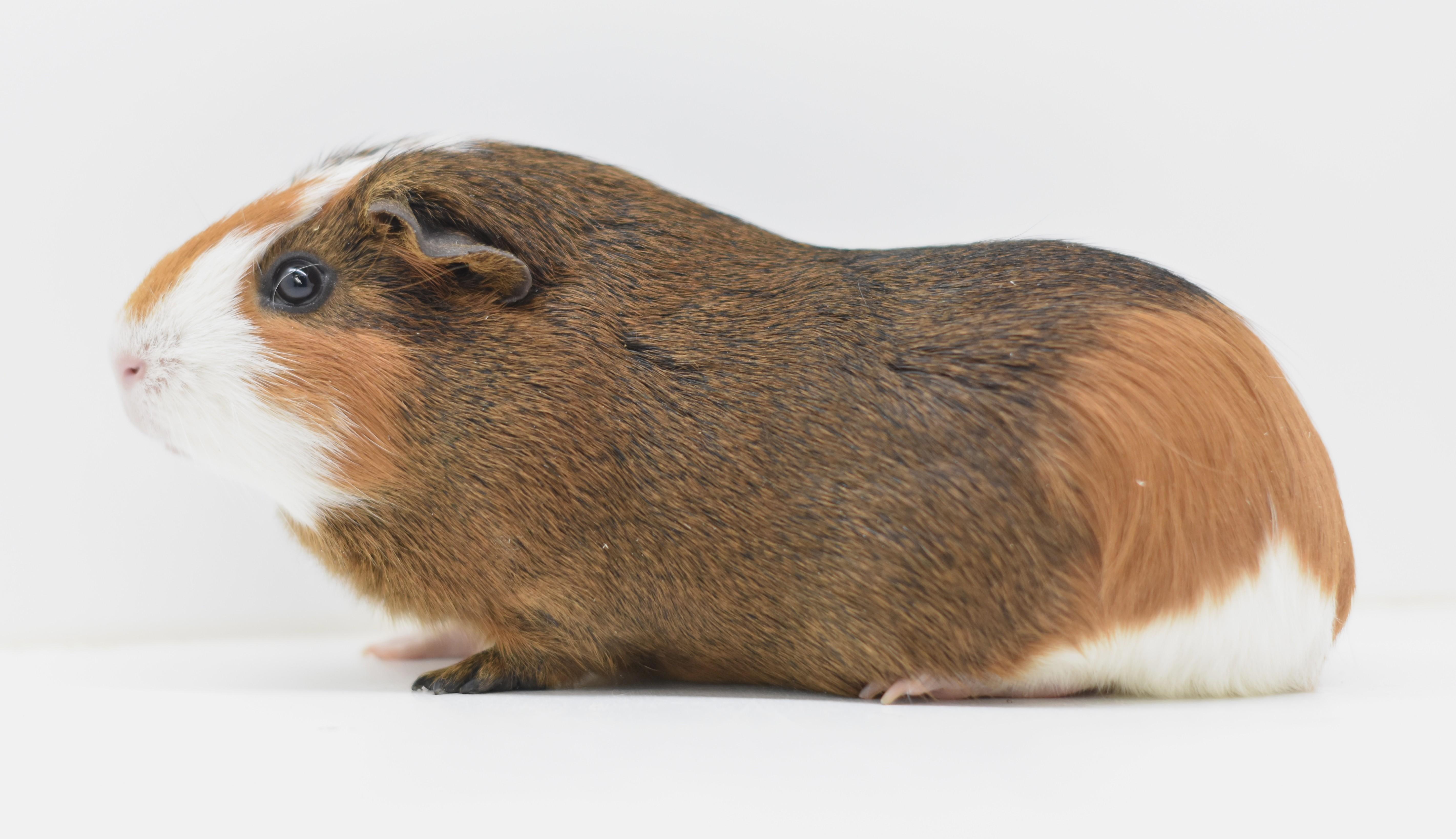 Sage, a Adoptable Guinea Pig in Wolcott, IN image 2/3