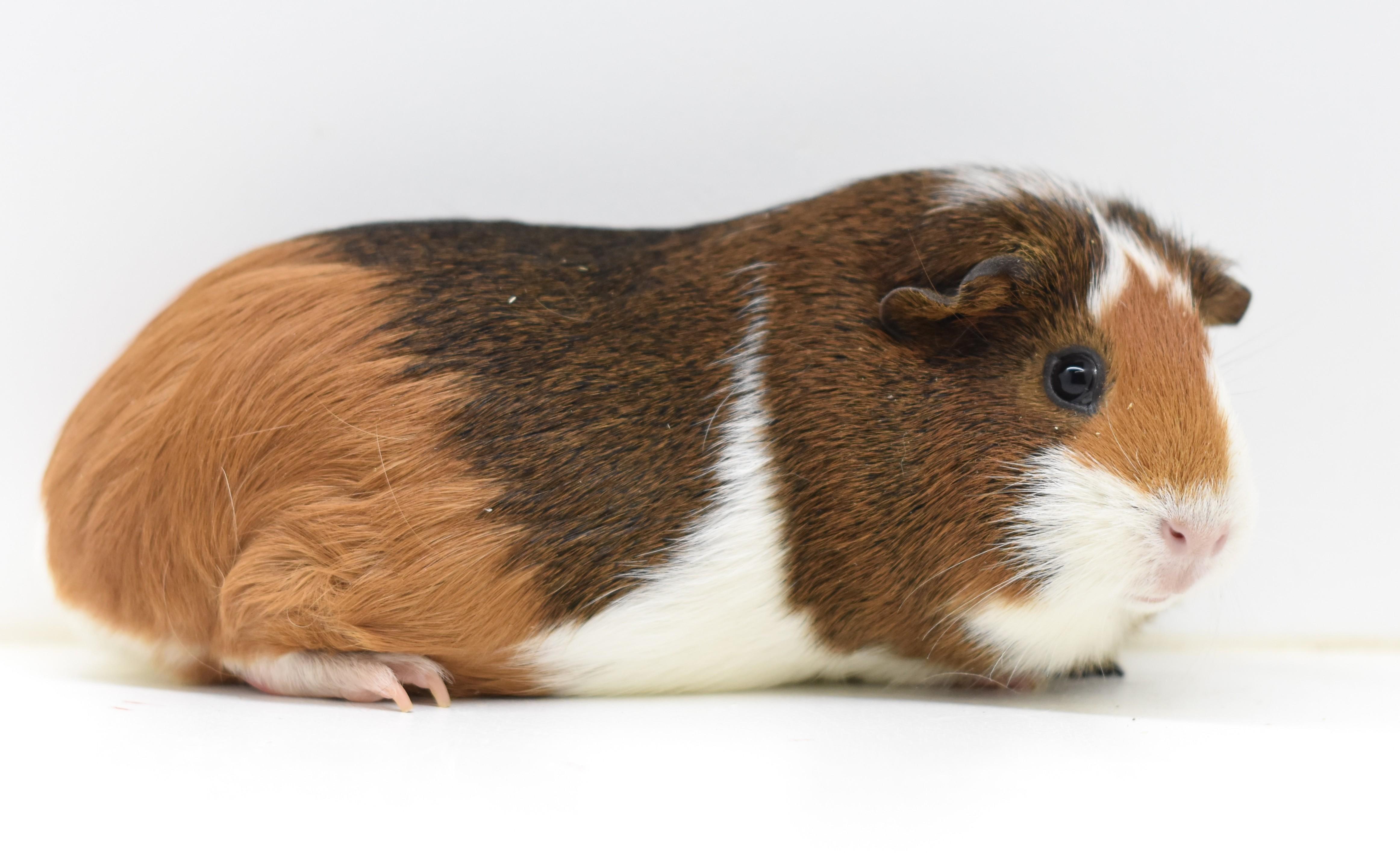 Sage, a Adoptable Guinea Pig in Wolcott, IN image 3/3