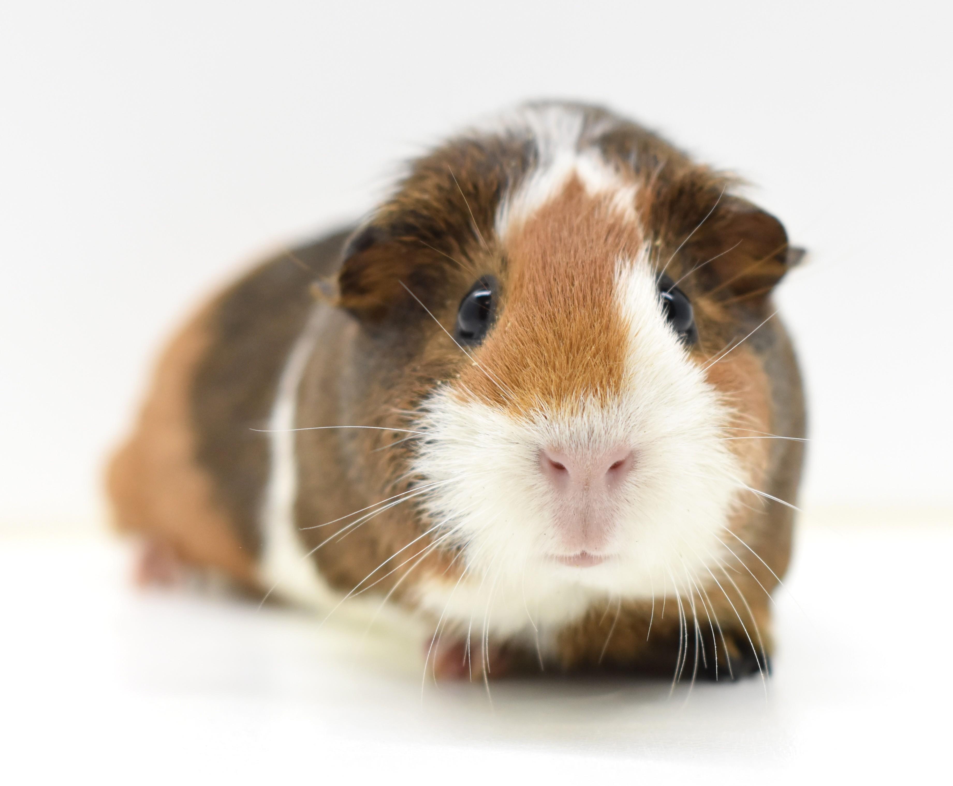 Sage, Adoptable, Adult Female Guinea Pig.