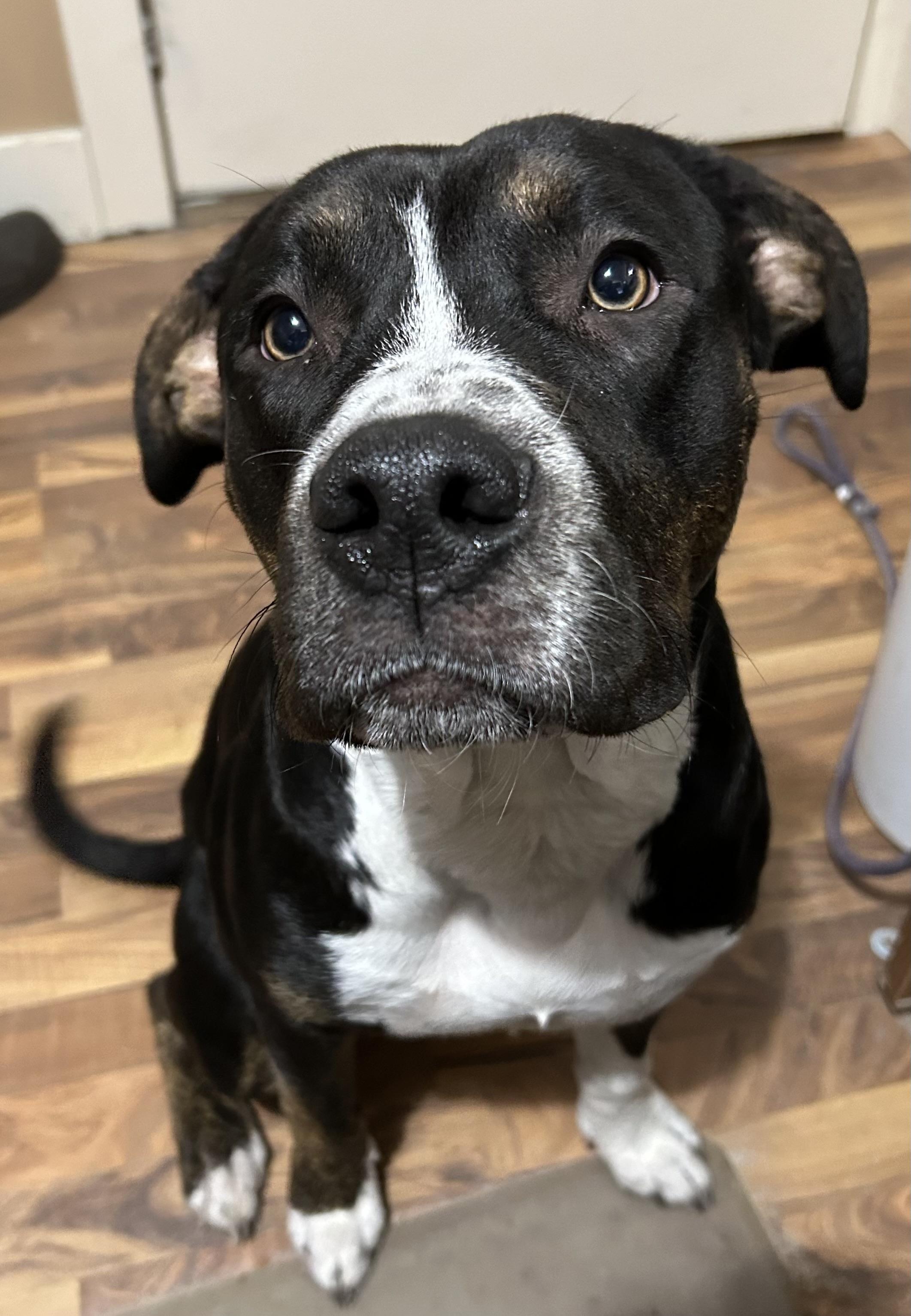 Enlarge Jeff, a ADOPTABLE mixed breed in Baldwin, MI image 1/1