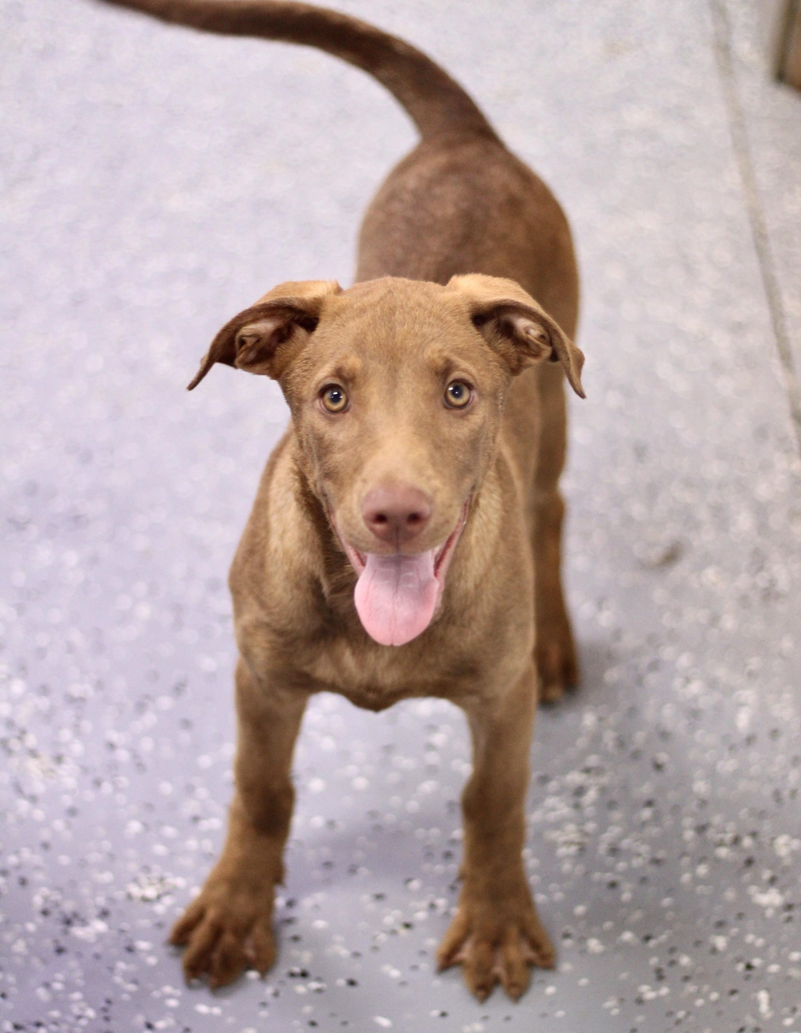 Dog for adoption - Fanta in NH! Come Meet our Adoptable Dogs Wednesday ...