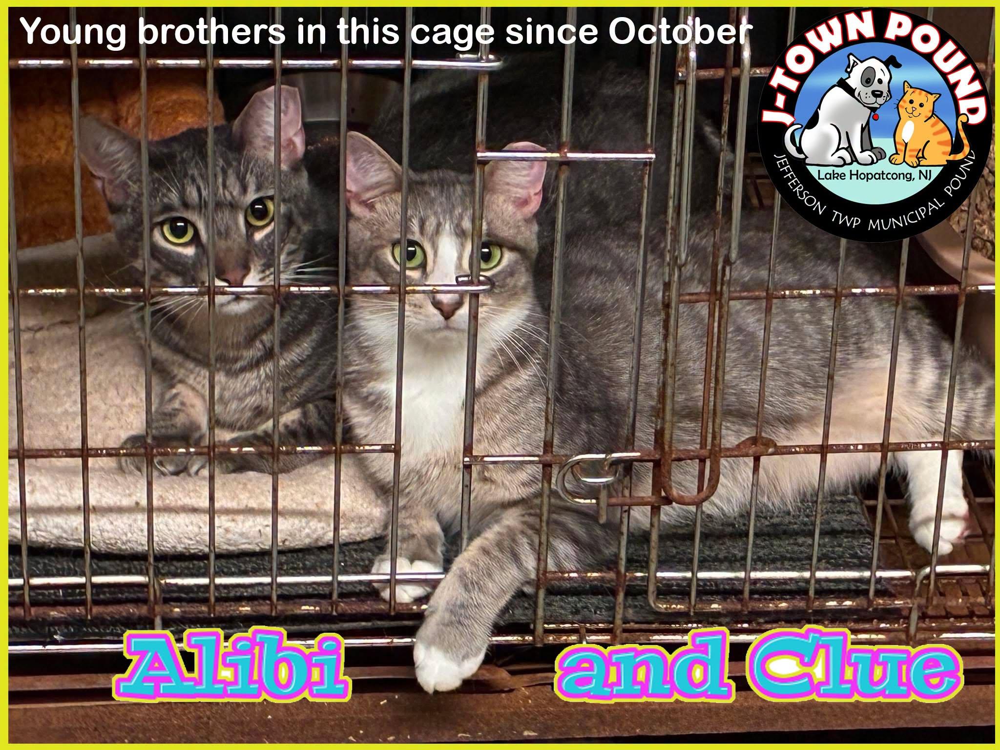 Alibi & Clue, a ADOPTABLE Domestic Short Hair in Lake Hopatcong, NJ image 2/4