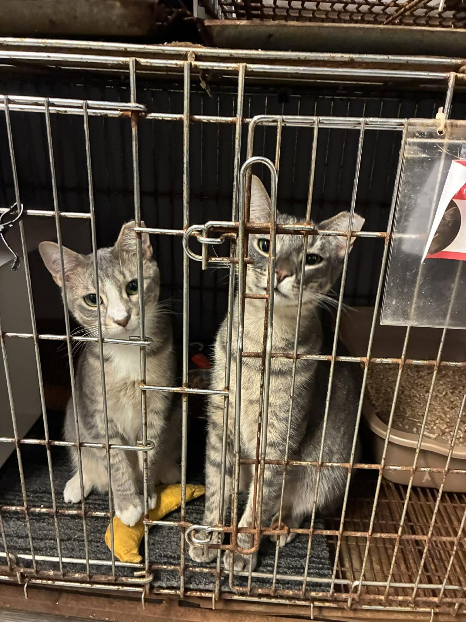 Alibi & Clue, a ADOPTABLE Domestic Short Hair in Lake Hopatcong, NJ image 4/4