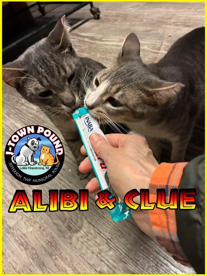 Alibi & Clue, a ADOPTABLE Domestic Short Hair in Lake Hopatcong, NJ image 1/4