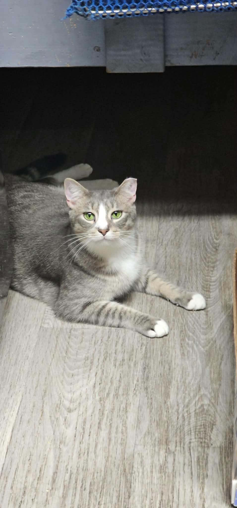 Enlarge Outlaws - Alibi & Clue (Happy brothers), a Adoptable Domestic Short Hair in Lake Hopatcong, NJ image 5/5