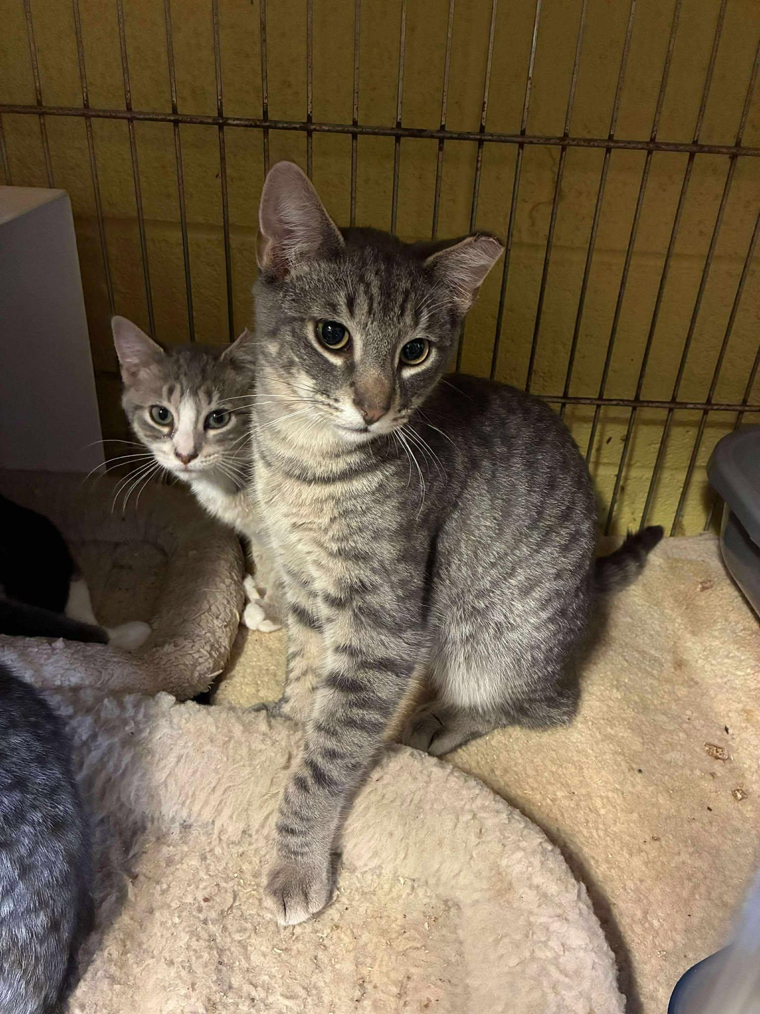 Alibi & Clue, a ADOPTABLE Domestic Short Hair in Lake Hopatcong, NJ image 3/4