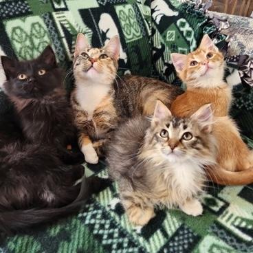 Enlarge Traci, an adopted Domestic Long Hair in Rochester, MN image 2/2