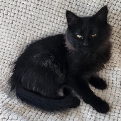 Traci, adopted, Kitten Female Domestic Long Hair.