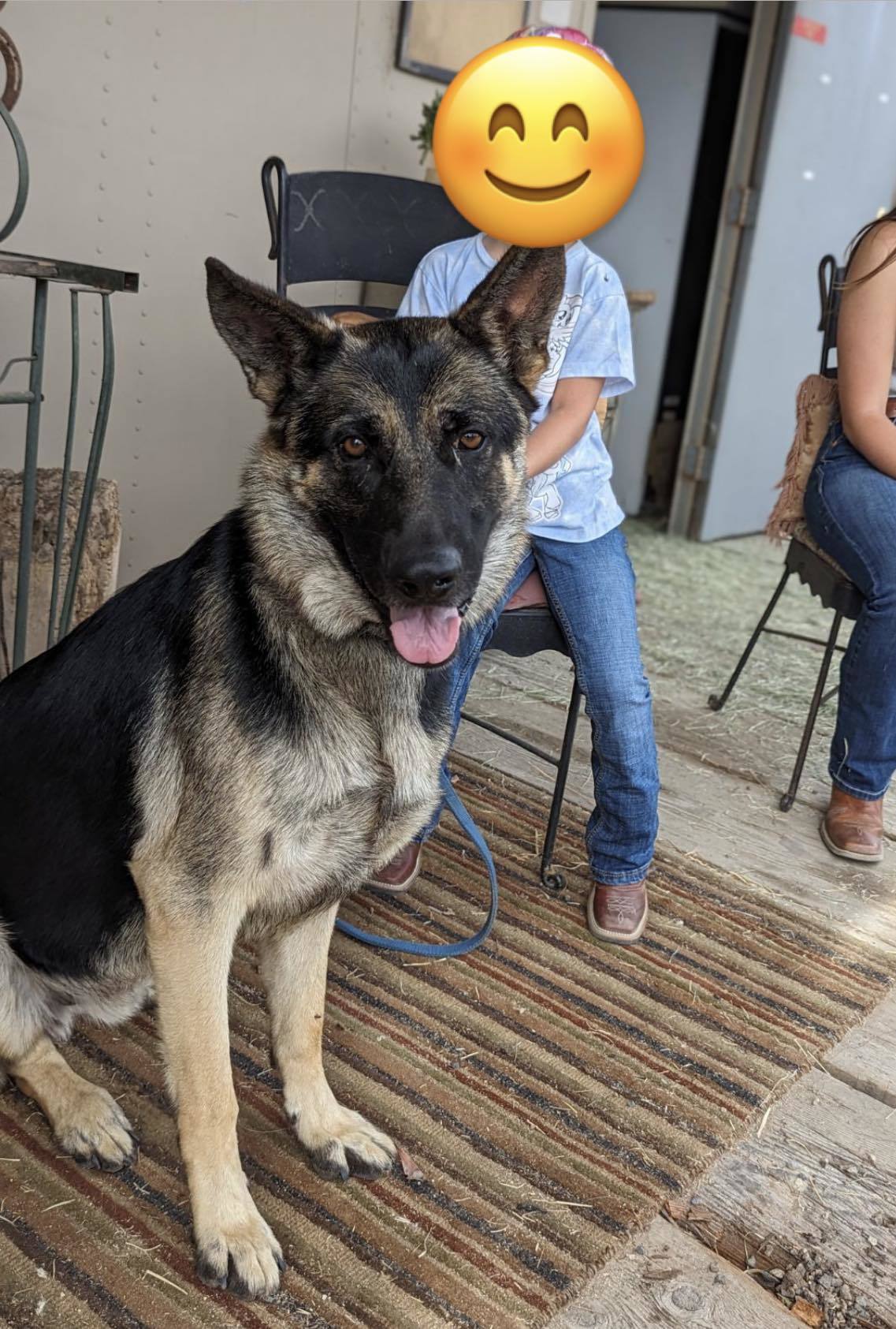 Tazzy, Adult Male German Shepherd Dog