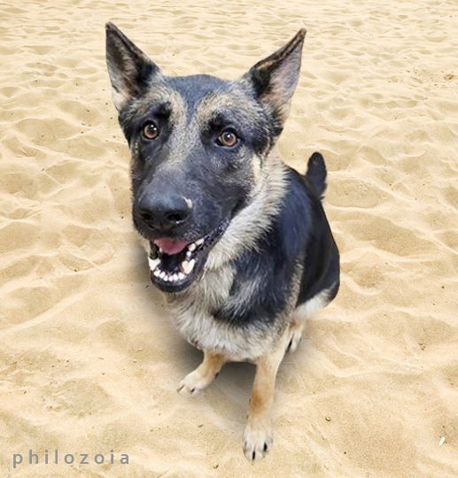 Tazzy photo 4