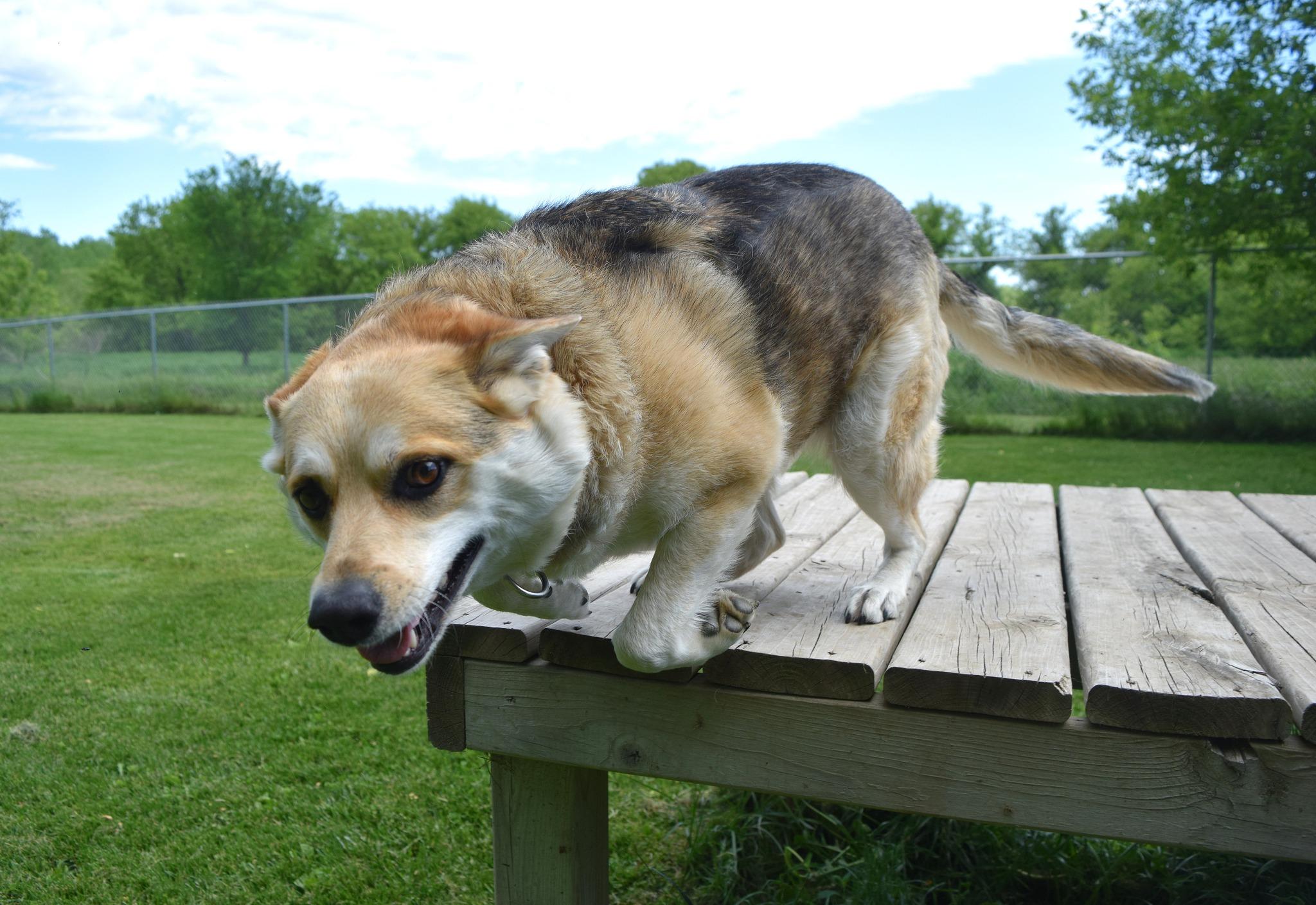 Enlarge Rachel, a Adoptable Australian Cattle Dog / Blue Heeler in Tomah, WI image 3/6