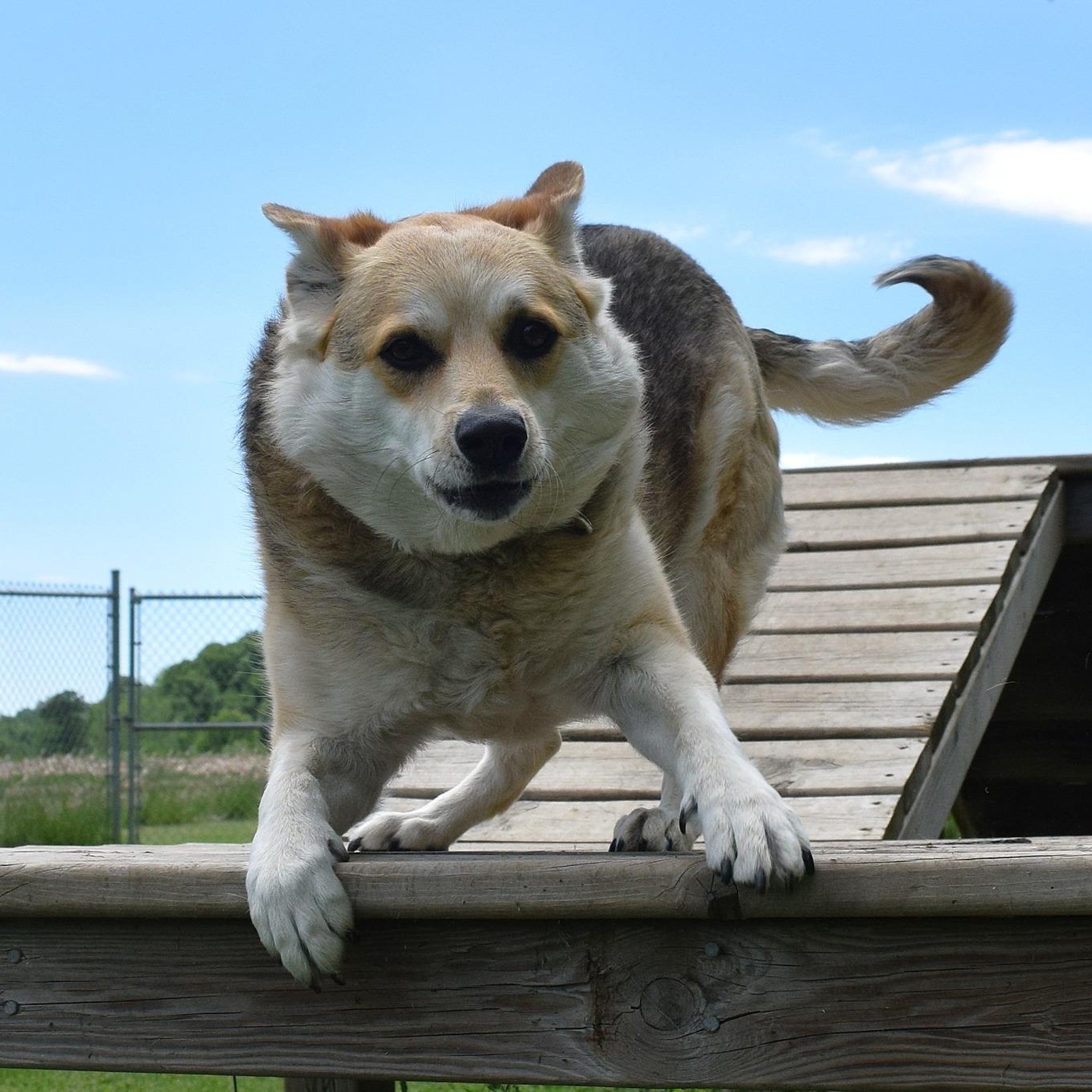 Rachel, Adoptable, Young Female Australian Cattle Dog / Blue Heeler.