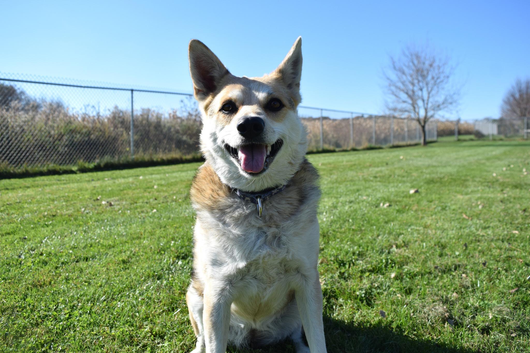 Rachel, a Adoptable Australian Cattle Dog / Blue Heeler image 5/6