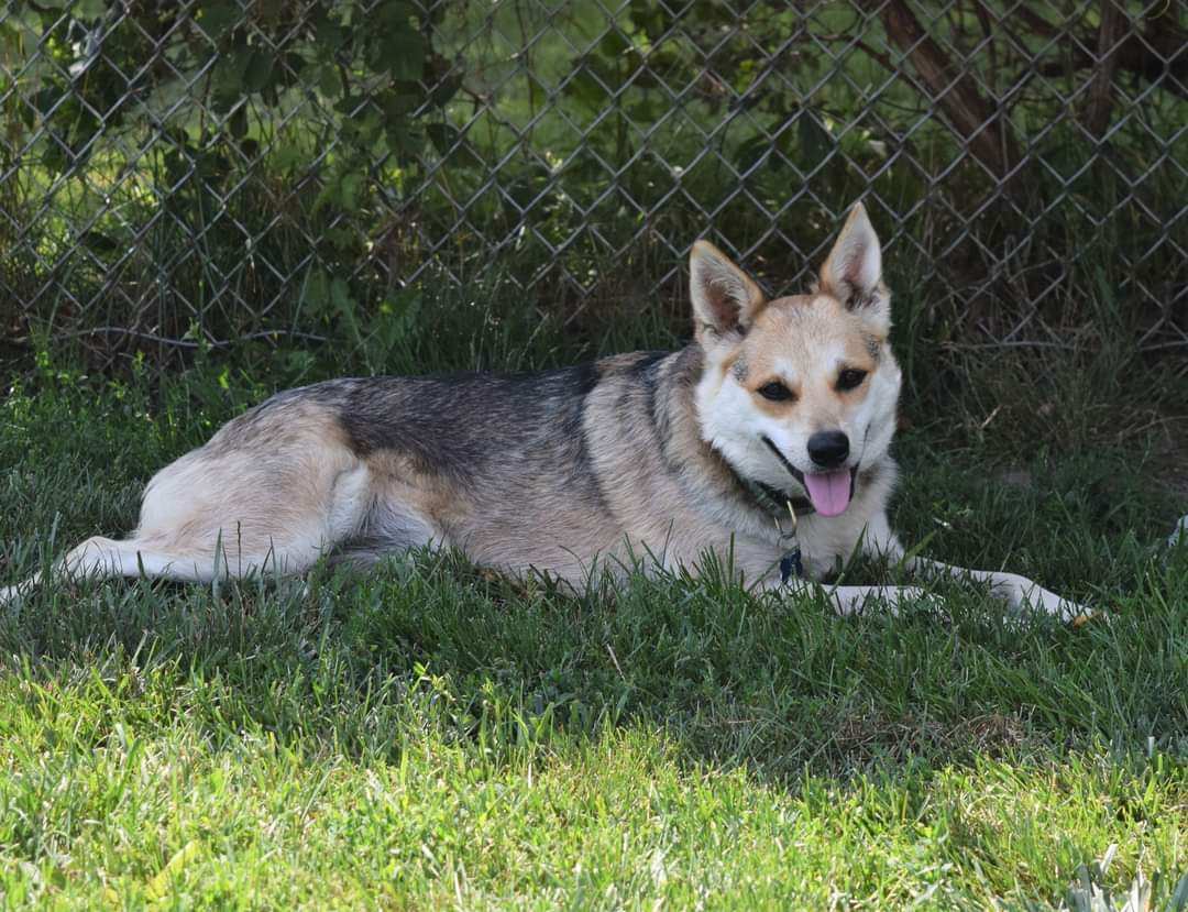 Rachel, Adoptable, Young Female Australian Cattle Dog / Blue Heeler.