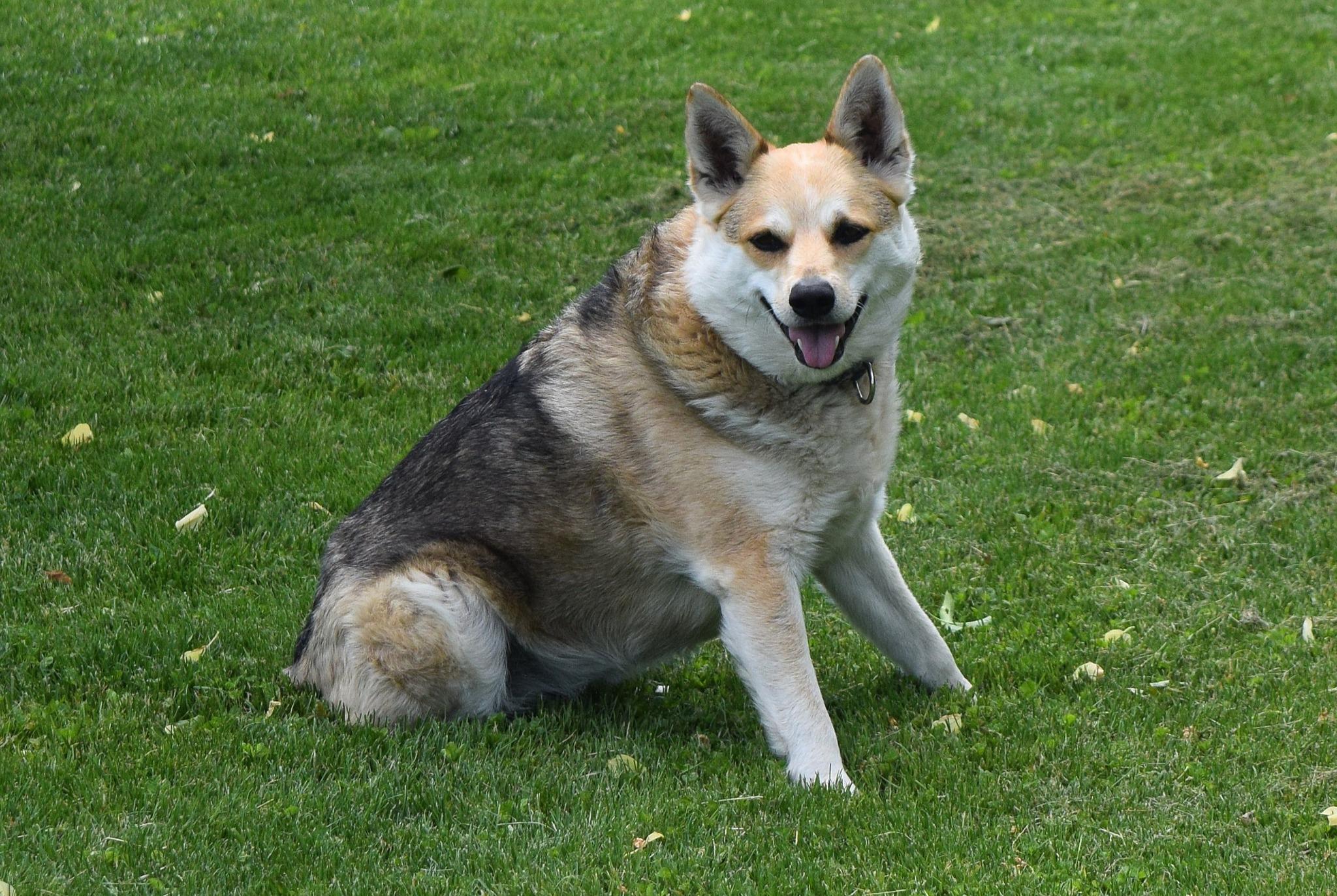 Enlarge Rachel, a Adoptable Australian Cattle Dog / Blue Heeler in Tomah, WI image 2/6