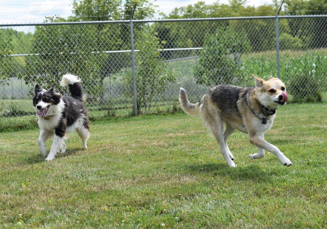Rachel, a Adoptable Australian Cattle Dog / Blue Heeler image 3/6