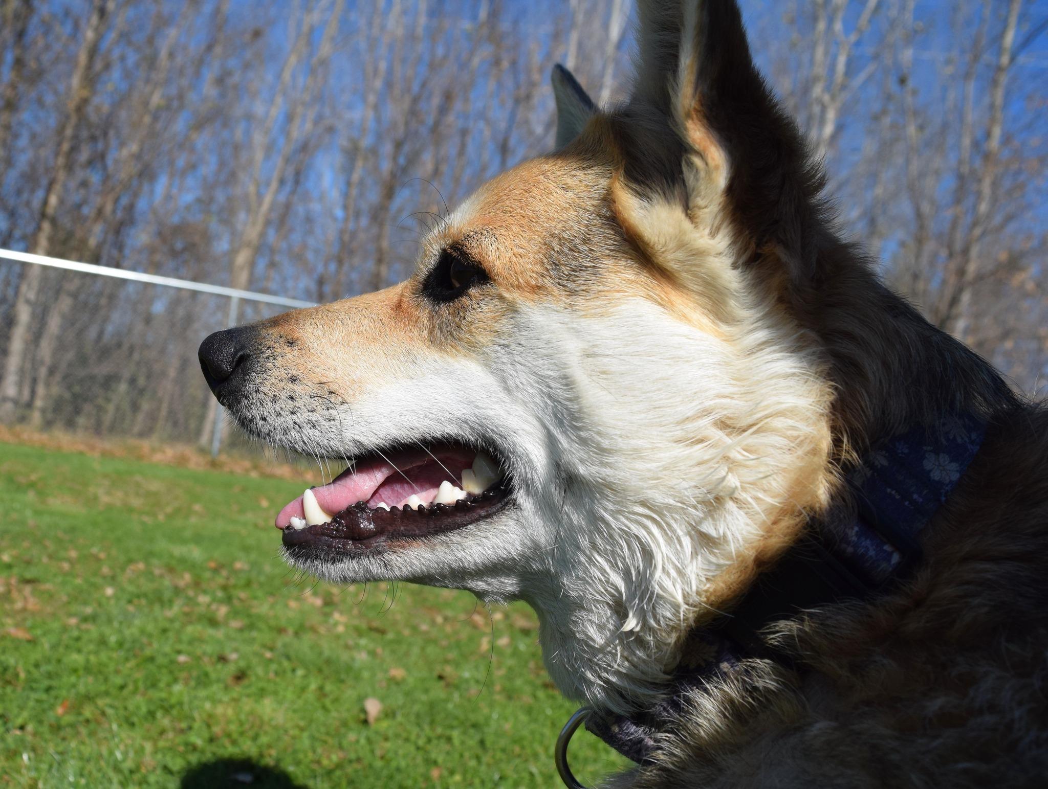 Rachel, a Adoptable Australian Cattle Dog / Blue Heeler image 1/6