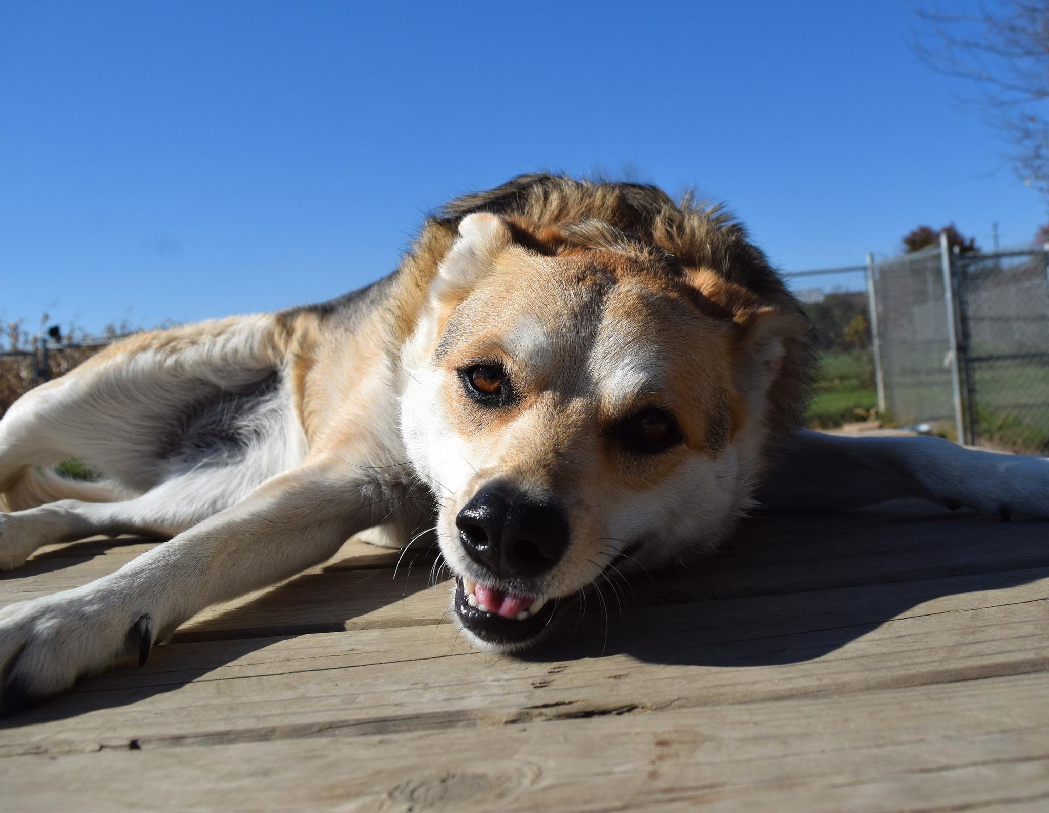 Rachel, a Adoptable Australian Cattle Dog / Blue Heeler image 4/6