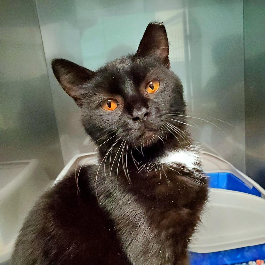 Harvest, Adoptable, Adult Male Domestic Short Hair.