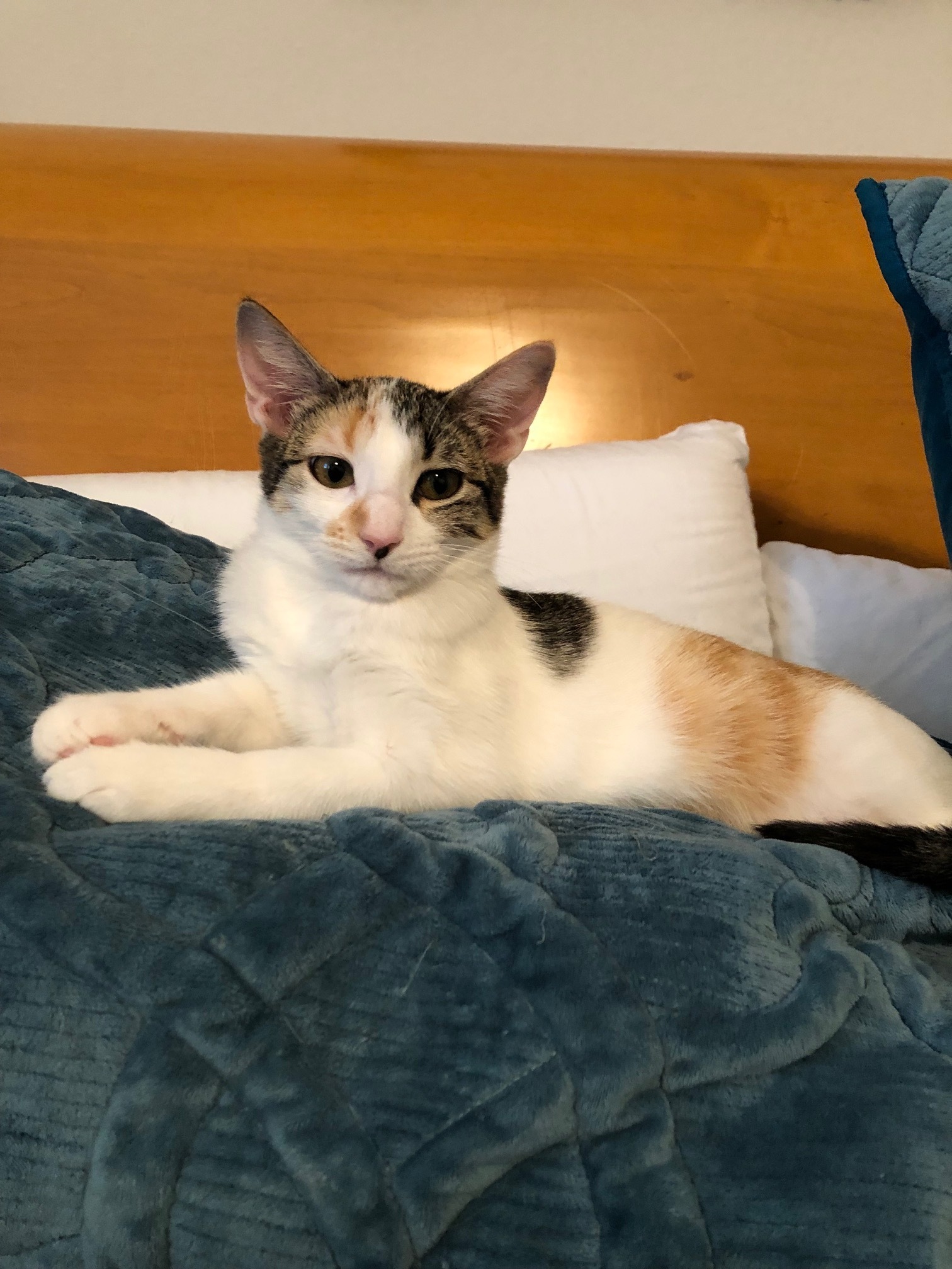 Enlarge Princess Diana, a Adoptable mixed breed in Houston, TX image 1/9