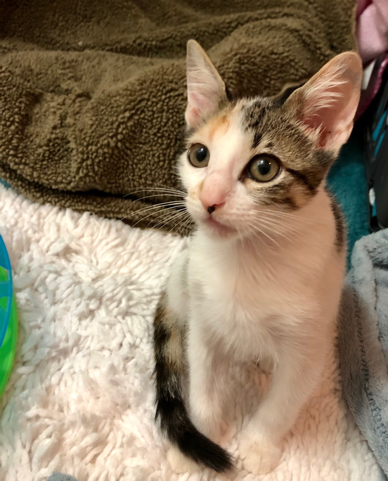 Enlarge Princess Diana, a Adoptable mixed breed in Houston, TX image 2/9