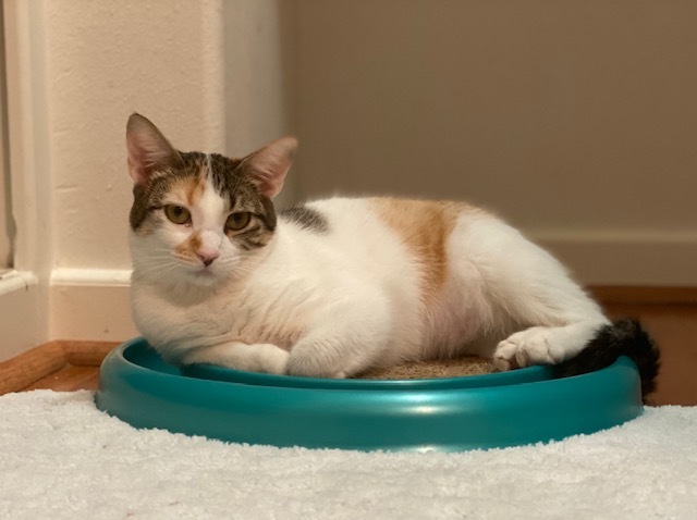 Enlarge Princess Diana, a Adoptable mixed breed in Houston, TX image 3/9