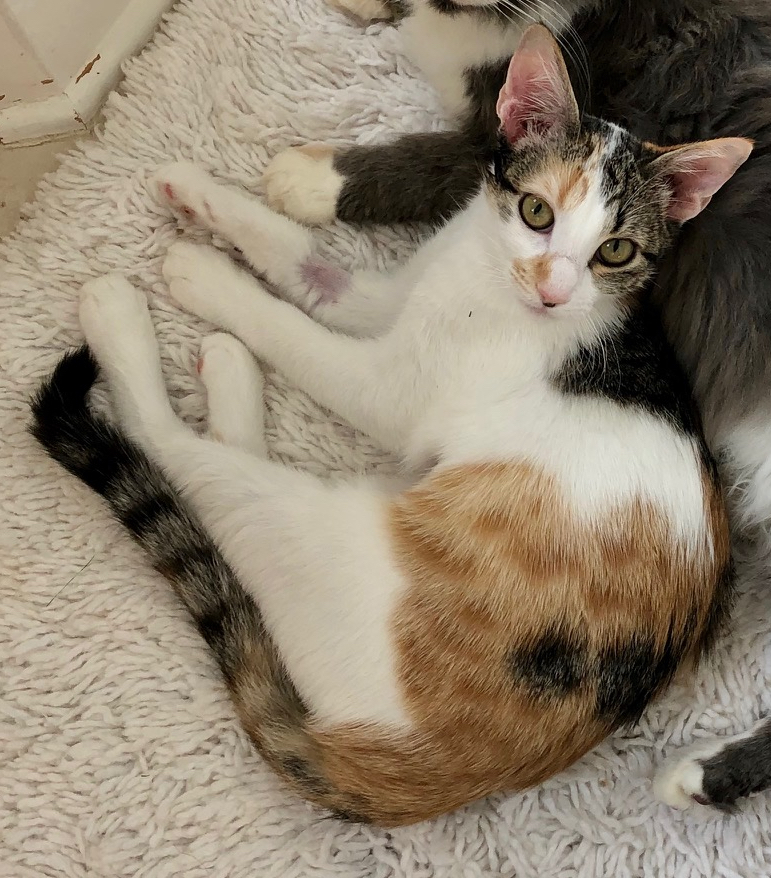 Enlarge Princess Diana, a Adoptable mixed breed in Houston, TX image 4/9