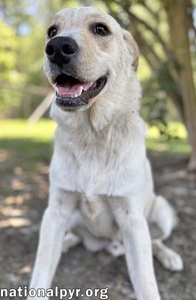 Butterball in GA - Playful & Sweet!