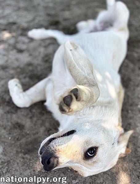 Butterball in GA - Playful & Sweet!