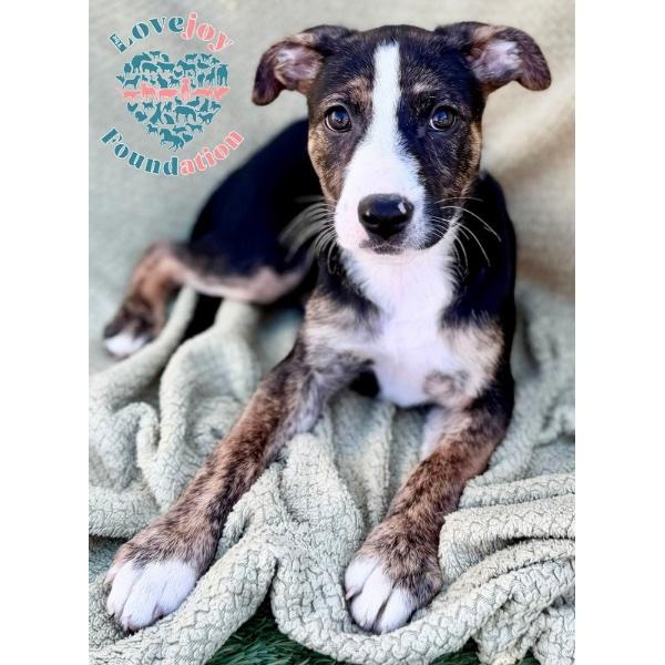 Ali Litter, adopted, Puppy Female Border Collie & Shepherd.