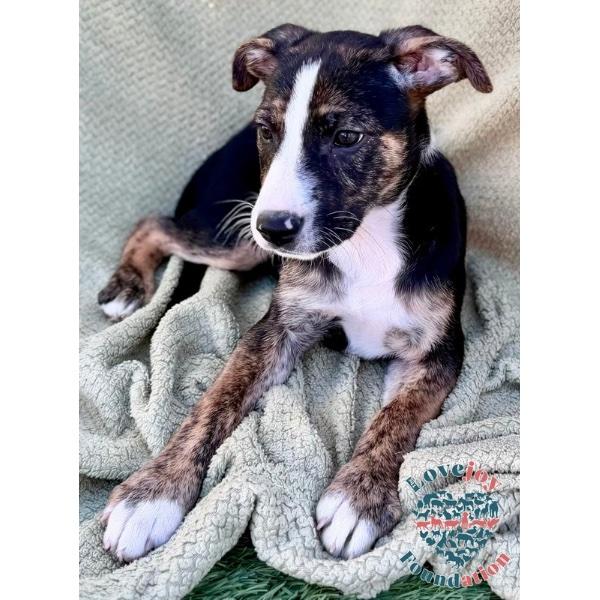 Ali Litter, an adopted mixed breed in Inglewood, CA image 2/2