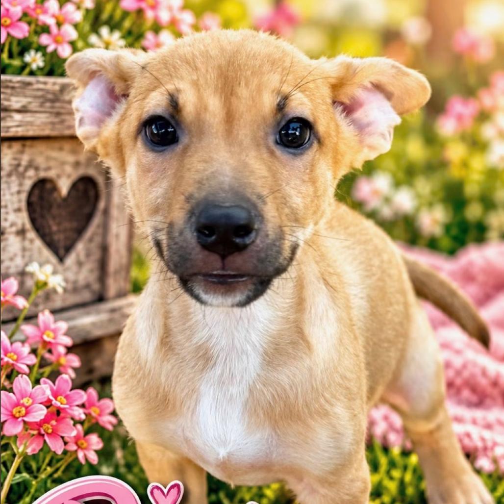 Pip, Adoptable, Puppy Female Labrador Retriever & Mixed Breed.