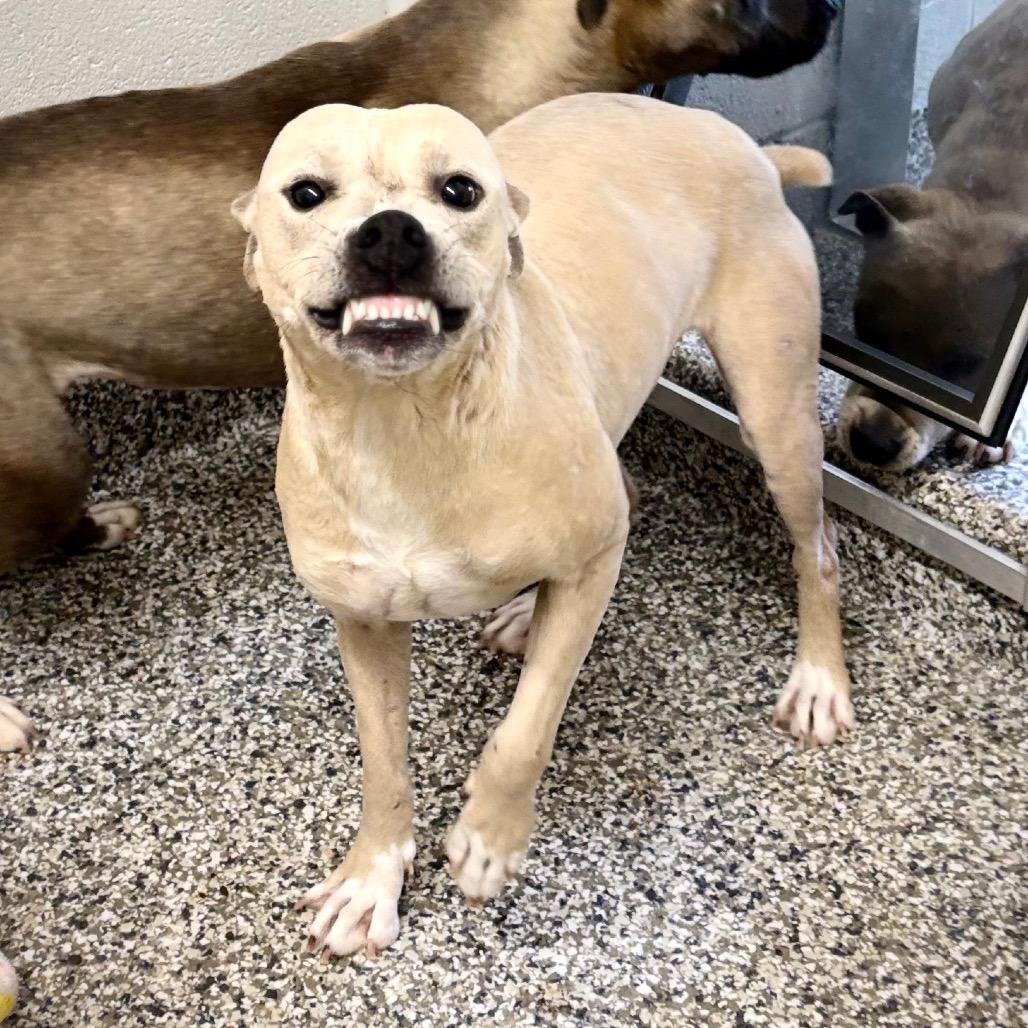Taylor Sniff, Adoptable, Young Female Pit Bull Terrier & Mixed Breed.