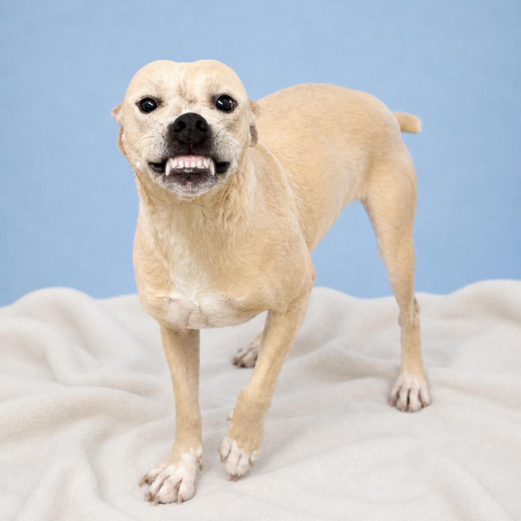 Enlarge Taylor Sniff, a Adoptable mixed breed in Morganton, NC image 2/4