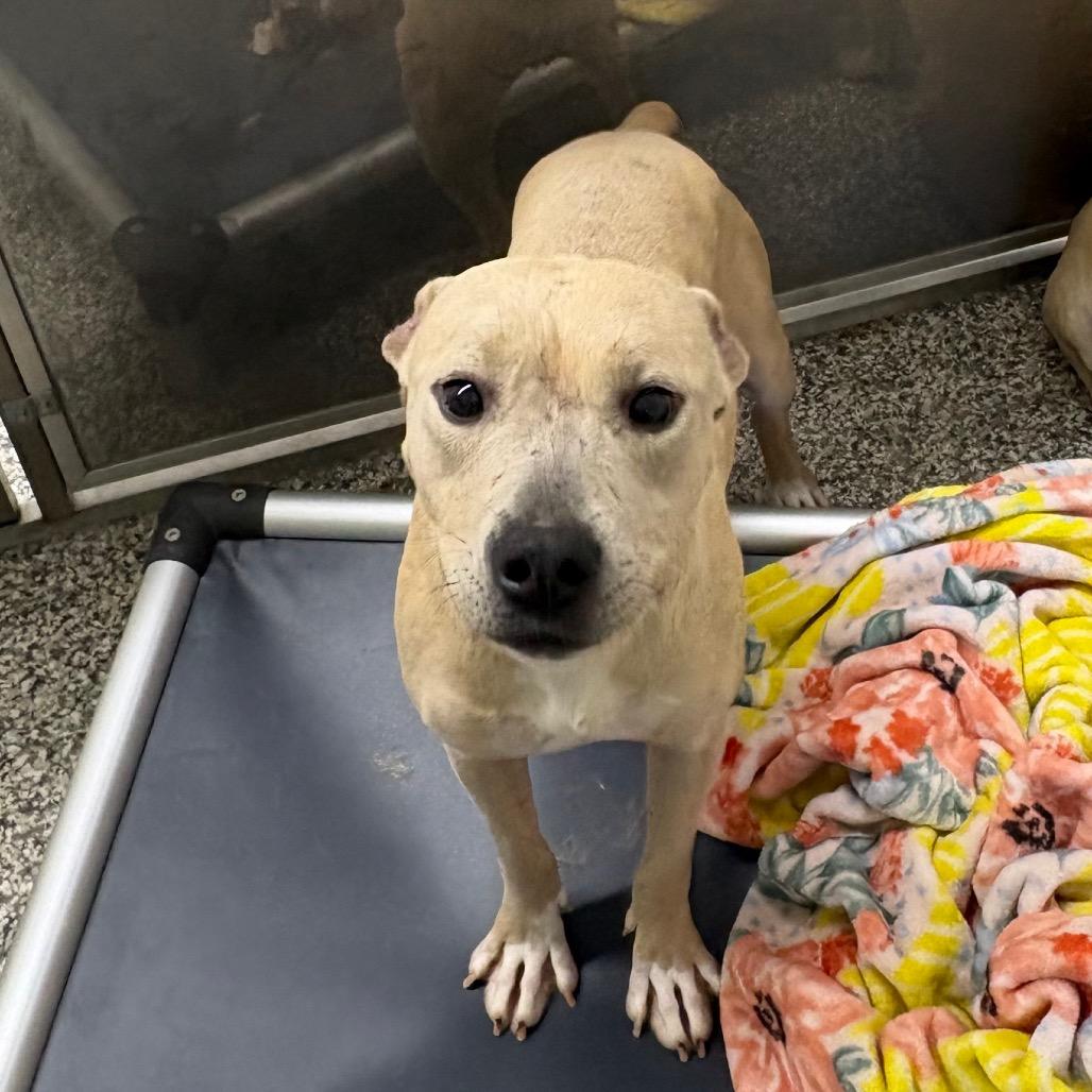 Enlarge Taylor Sniff, a Adoptable mixed breed in Morganton, NC image 4/4