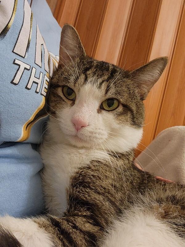 Enlarge Smiley Face, a Adoptable Domestic Short Hair in Fort Collins, CO image 1/5