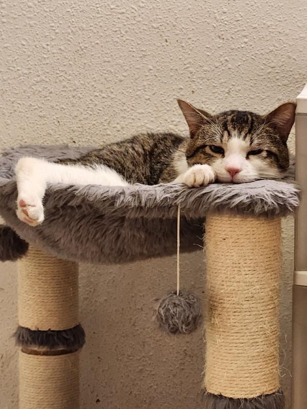 Enlarge Smiley Face, a Adoptable Domestic Short Hair in Fort Collins, CO image 2/5
