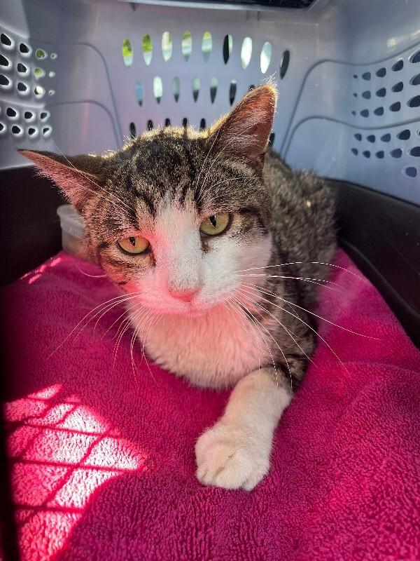 Enlarge Smiley Face, a Adoptable Domestic Short Hair in Fort Collins, CO image 4/5